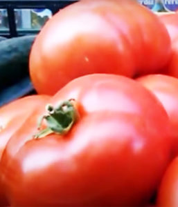 Alimentação Sustentável